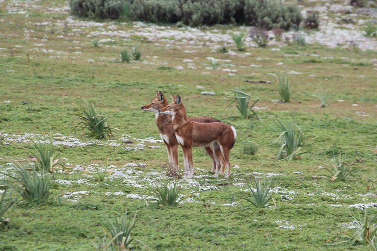 Addis Ababa: 6-Day Bale Mountains Trekking Adventure