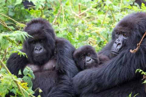 From Kigali: Gorilla Trekking in Uganda and Lake Burera Tour Kigali: Gorilla Trekking in Uganda and Lake Burera Boat Ride