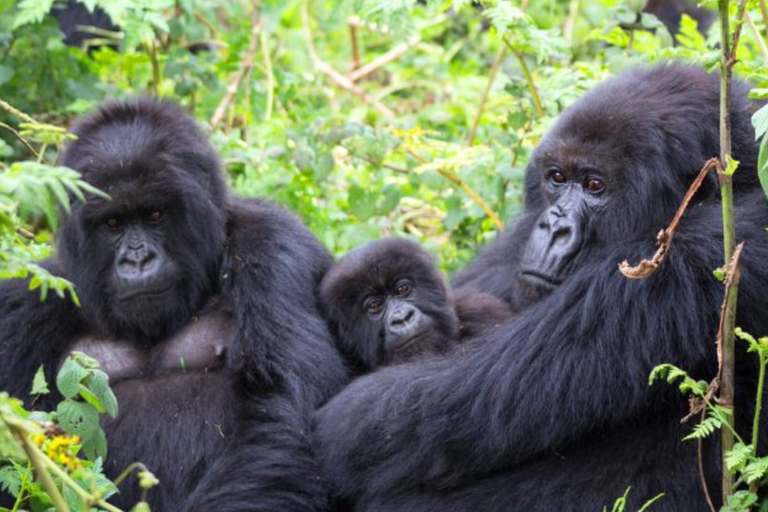 From Kigali: Gorilla Trekking in Uganda and Lake Burera Tour Kigali: Gorilla Trekking in Uganda and Lake Burera Boat Ride
