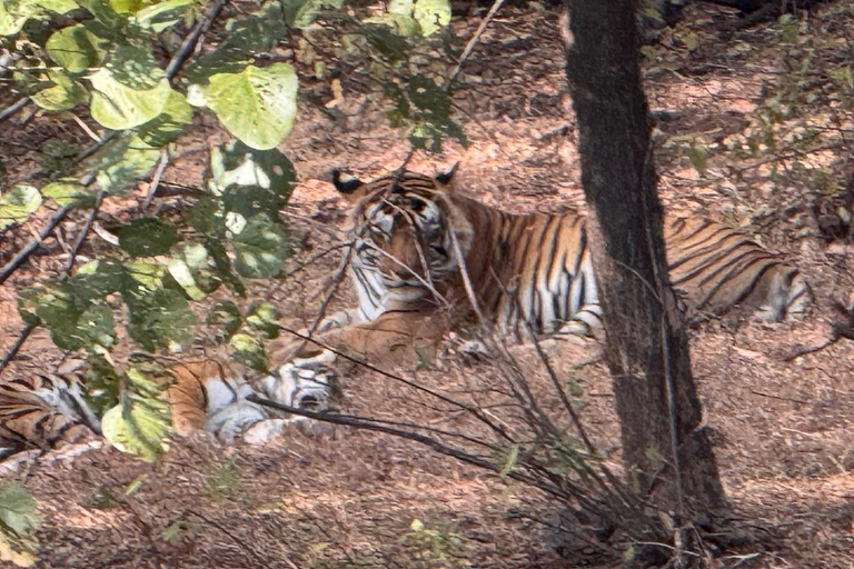 Excursión de un día a Sariska: emocionante safari de tigres con desayunoTour privado con transporte y desayuno.