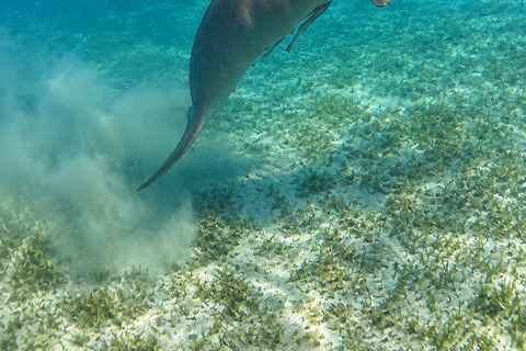 Coron: Dugong and Turtle Watching Tour w/ Lunch & Transfers