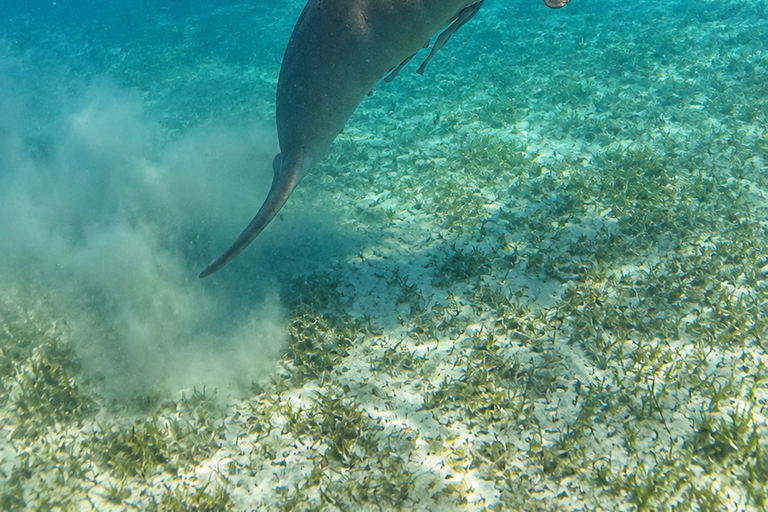 Coron: Dugong and Turtle Watching Tour w/ Lunch & Transfers