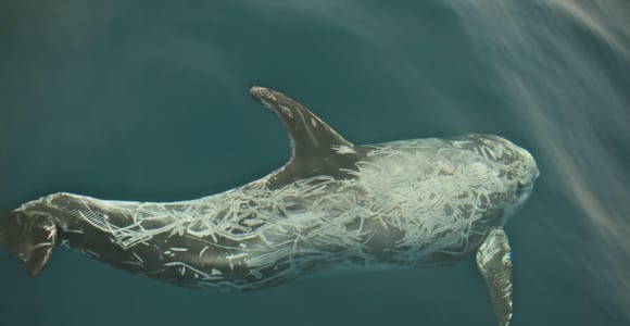 Whale watching