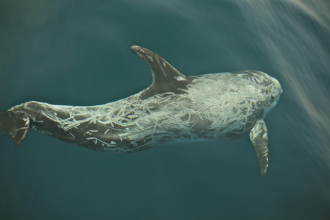 مشاهدة الحيتان