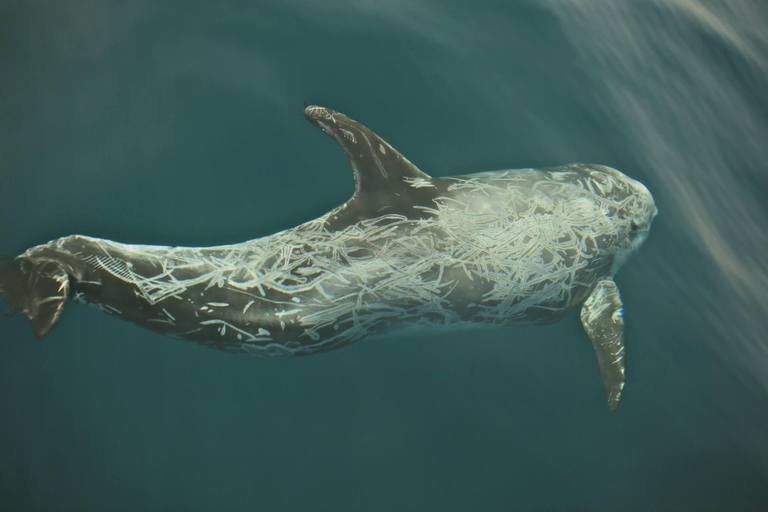 avistamento de cetáceos