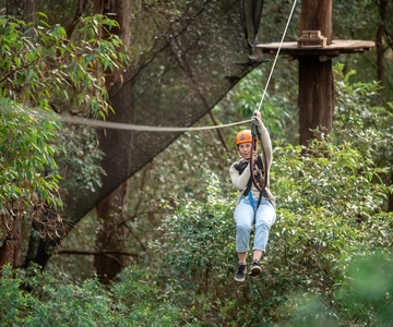 Ourimbah: Percorso avventura sugli alberi Central Coast Treetops Adventure