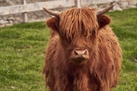 Queenstown, Walter Peak Horse Trek & TSS Earnslaw Cruise - Housity