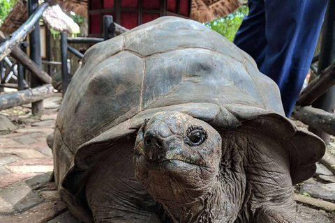 桑给巴尔：监狱岛、纳库彭达沙滩和萨拉姆海龟游泳私人观光（含接送服务）