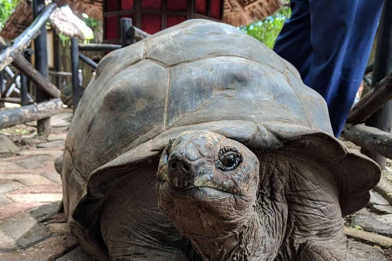 桑给巴尔：监狱岛、纳库彭达沙滩和萨拉姆海龟游泳私人观光（含接送服务）