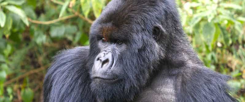 5 Days Gorillas and River Nile White Water Rafting