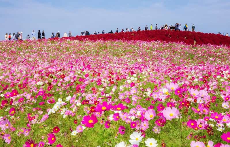 Tokyo & Ibaraki Tour: Hitachi Seaside Park & Adachi Wisteria