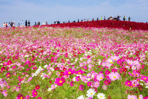 Tokyo & Ibaraki Tour: Hitachi Seaside Park & Adachi Wisteria