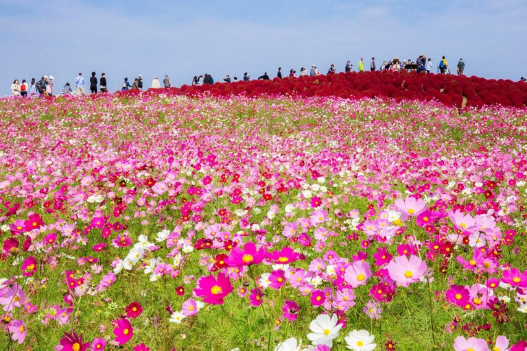 Tokyo & Ibaraki Tour: Hitachi Seaside Park & Adachi Wisteria