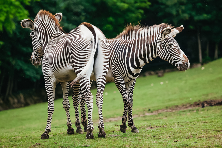 Boston: Inträdesbiljett till Franklin Park Zoo