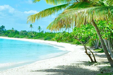 Punta Cana: Saona Island Tour with Lunch and Drinks