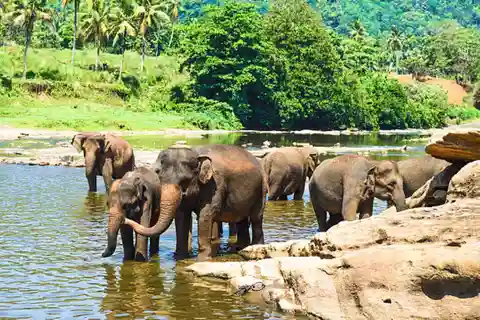 Excursion d'une journée à Pinnawala, Kandy et la fabrique de thé au départ de Colombo
