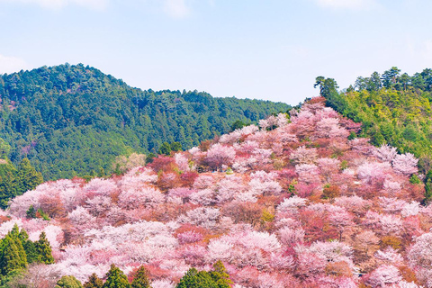 A Thousand Blossoms & Deer: Nara Spring Day Tour