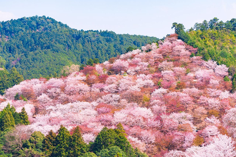 A Thousand Blossoms & Deer: Nara Spring Day Tour