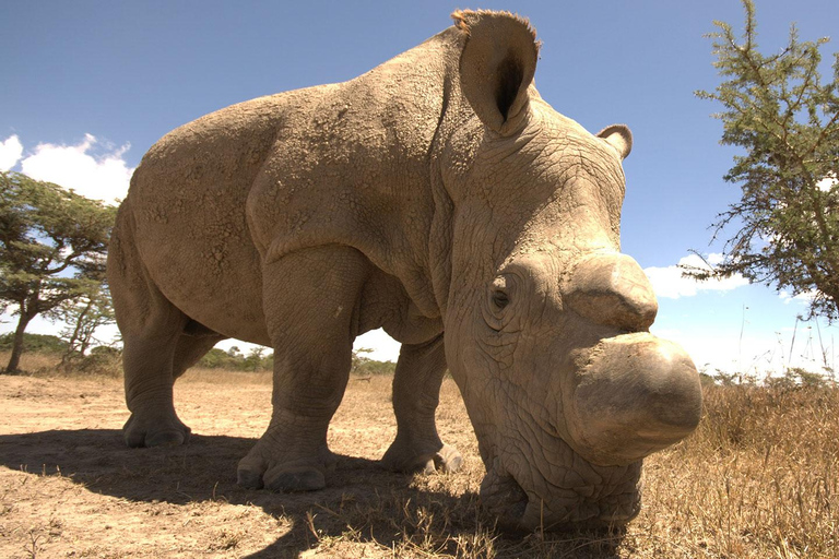 2 Tage Luxus-Safari auf der Solio Ranch in einem 4x4 Land Cruiser Jeep