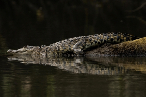 3B Gorge de Mossman, forêt tropicale de Daintree et croisière pour les crocodilesGorge de Mossman, forêt tropicale de Daintree et croisière pour les crocodiles