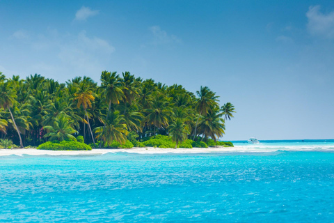 From Punta Cana: Saona Island Tour by Catamaran with Open Bar and Buffet Option with transportation from Punta Cana