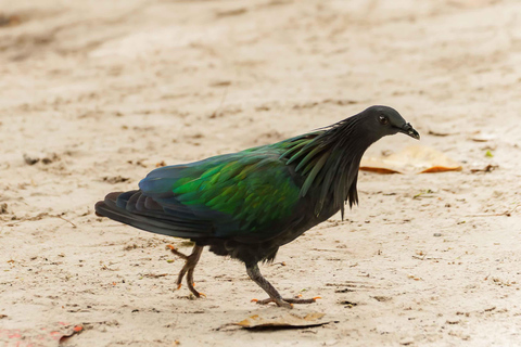 Phuket: Excursión a las Islas Similan en Catamarán Premium Speed