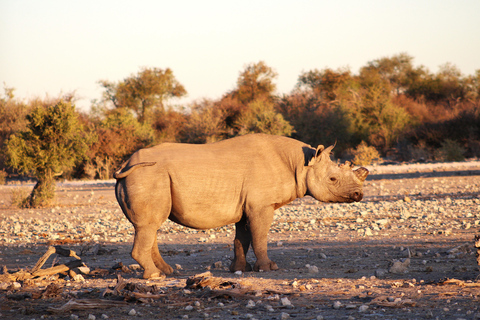 Windhoek: 3-Day Guided Safari in Etosha with Lodge