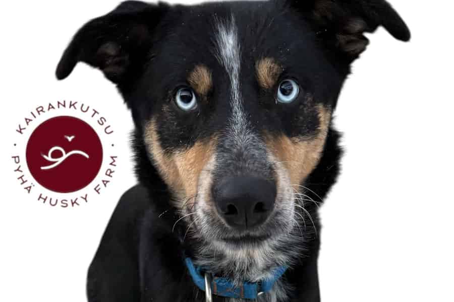 Pyhätunturi: Husky-Safari 5 km inklusive Besuch einer Farm. Foto: GetYourGuide