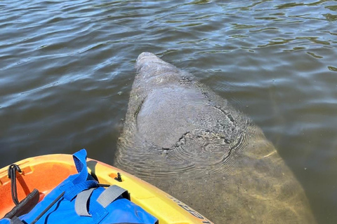 Bradenton: Anna Maria Island Guided Kayaking Manatee Tour