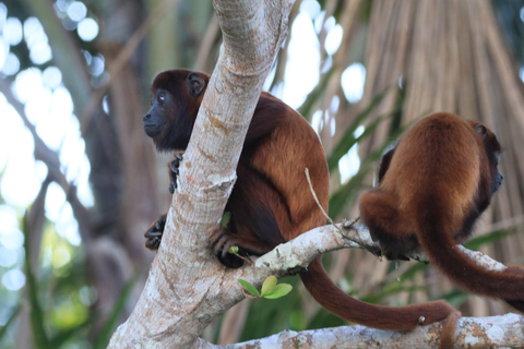 Puerto Maldonado: 3-Day Tambopata National Reserve Tour