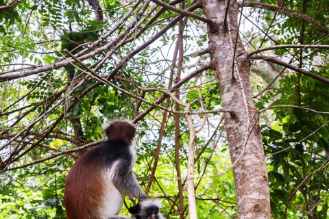 ZANZIBAR: Jozani Forest, butterfly center & Reptile park PRIVATE TOUR INCLUDES TRANSFER
