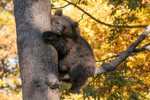 One day trip Bear Sanctuary, Dracula Castle