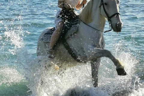 Zakynthos: Horse Riding Swimming Experience