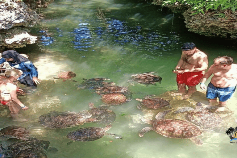 Zanzibar: Baraka Aquarium and Sea Turtle Swim with Transport Baraka Aquarium with Transfer