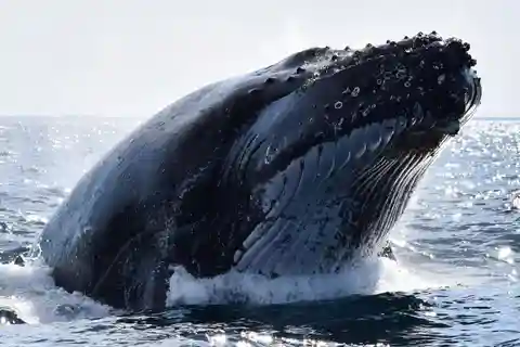 Gold Coast: Whale Watch with Whale Watch Queensland