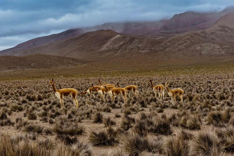 Arequipa: Half day visit to Salinas National Reserve