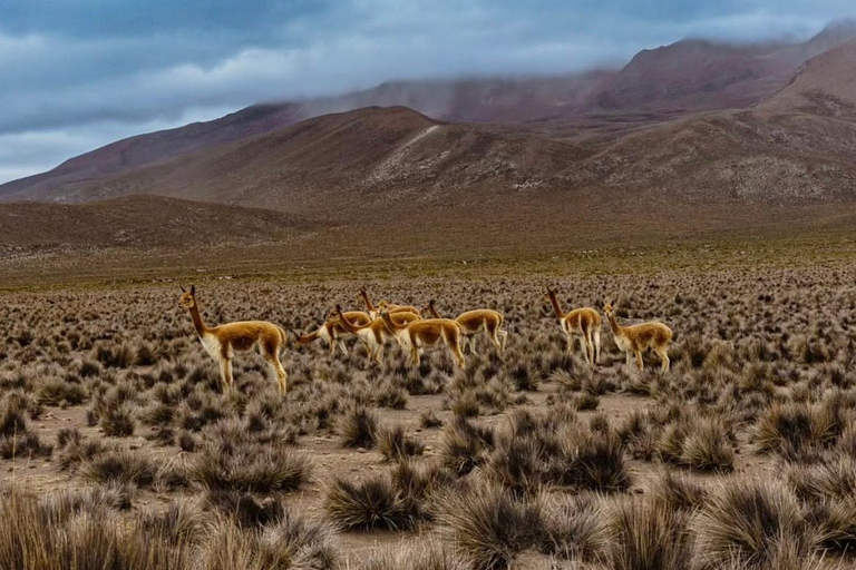 Arequipa: Half day visit to Salinas National Reserve