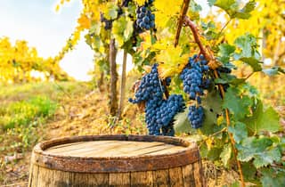 Chianti-Gebiet: Private Wein- und Gastronomie-Tour