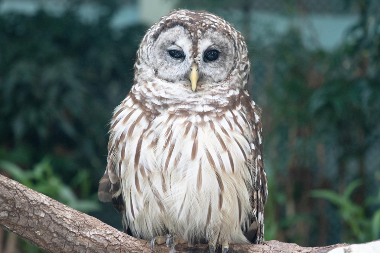 Nouvelle-Orléans : Billet pour l'Aquarium et l'Insectarium Audubon