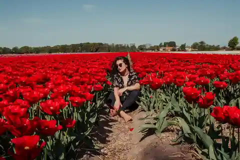 Amsterdam: Sesja zdjęciowa na polach tulipanów