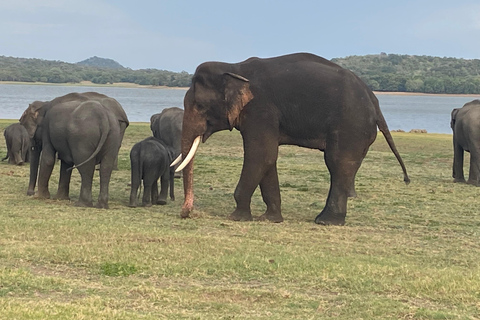 8 Tage Rundreise durch die wunderschöne Natur Sri Lankas