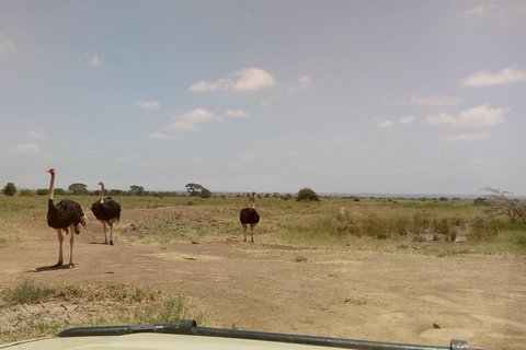 6 uur vogels kijken in nationaal park Nairobi