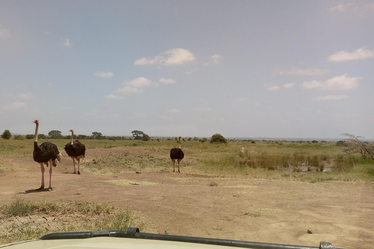 6 timmars fågelskådning i Nairobis nationalpark