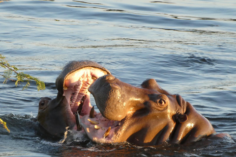 Safari Game Drive