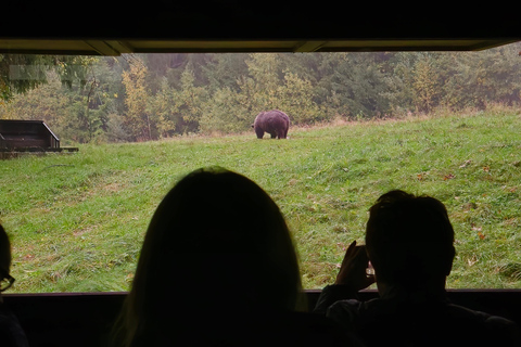 From Brasov: Brown Bear Watching Tour with Ranger Escort