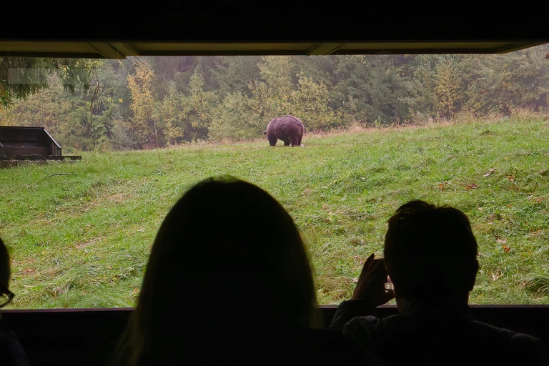 From Brasov: Brown Bear Watching Tour with Ranger Escort