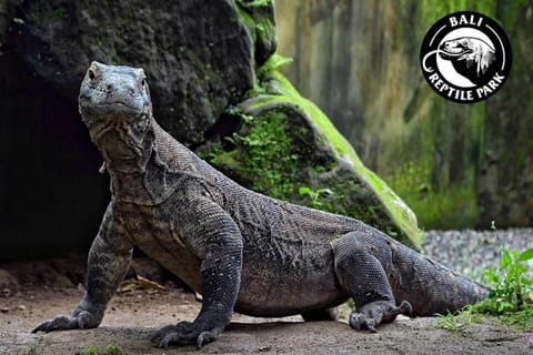 Bali Reptile Park 1-Day Admission Ticket - Image 2