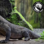 Bali Reptile Park 1-Day Admission Ticket