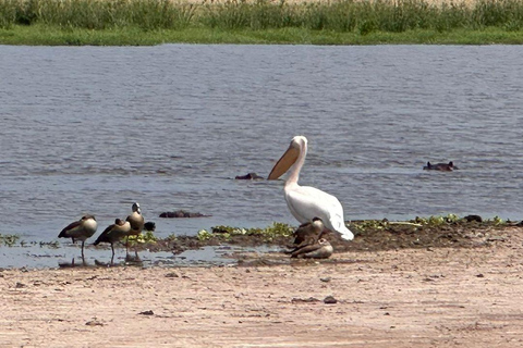 Nairobi: 4 Days epic trip to Amboseli, Tsavo West & East