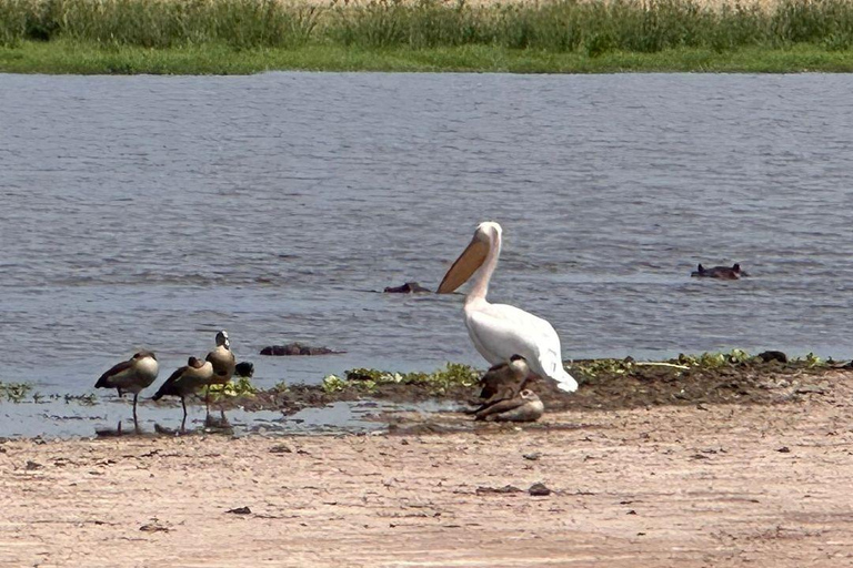 Nairobi: 4 Days epic trip to Amboseli, Tsavo West & East